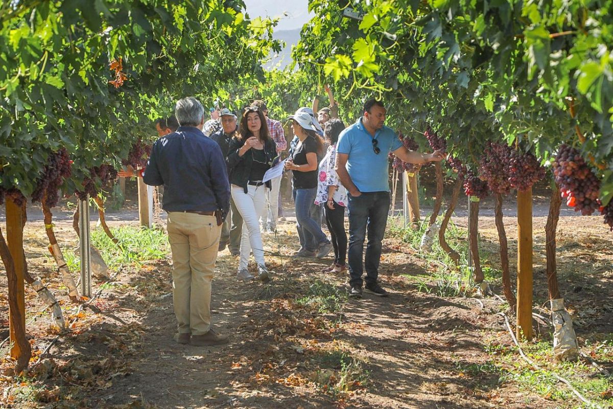 Corfo presenta nueva variedad de uva de mesa mejorada genéticamente en Chile
