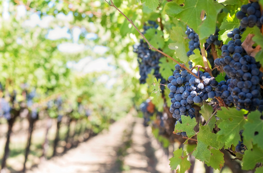  Condiciones climáticas provocan baja del 11,4% en la industria vinícola