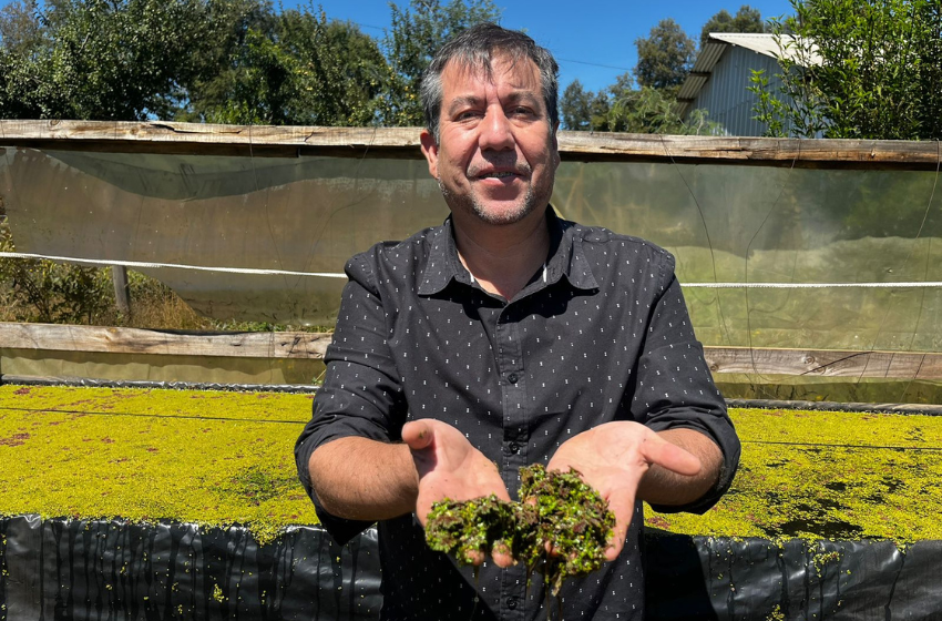  Emprendimiento Chileno: Lenteja de Agua