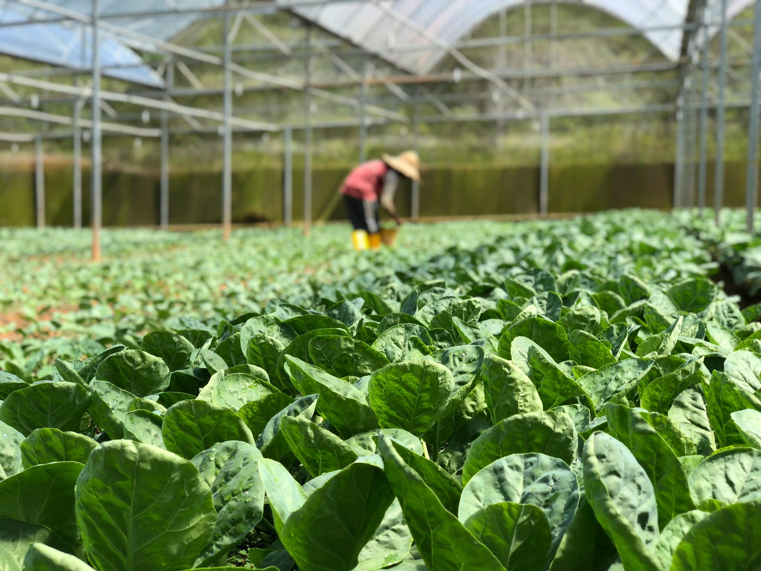 Corfo impulsa programa hortícola en Región Metropolitana